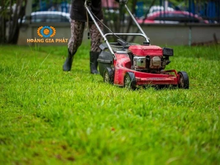 Máy cắt cỏ thảm